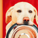 Illustration for article titled TIL my dog’s bowl is a teeming cesspool